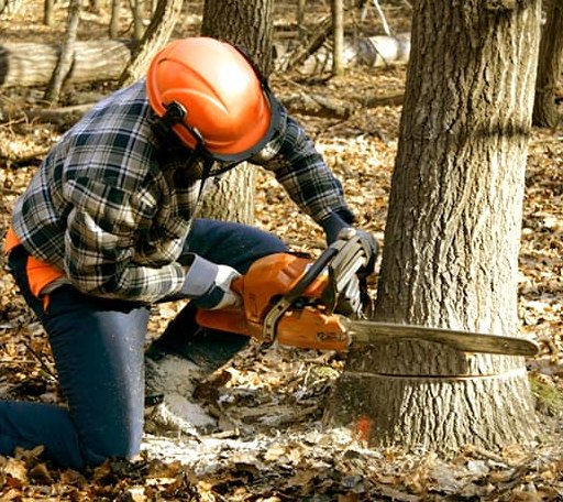 Tree Removal in Princess Anne, MD